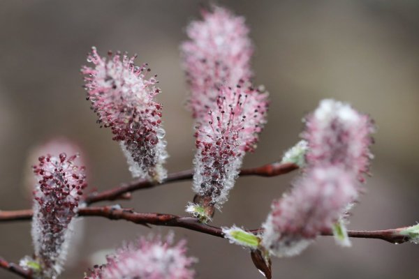 Цветущая Верба куст