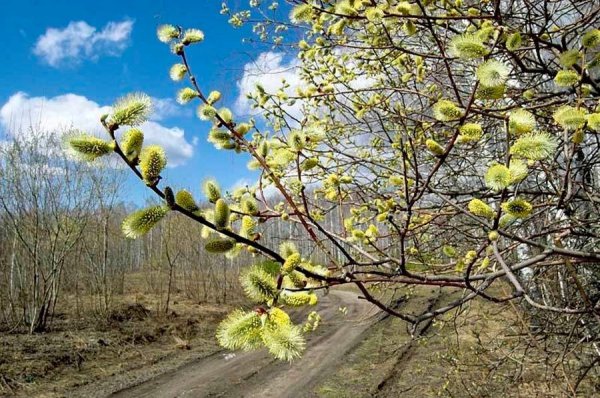 Цветущая Верба