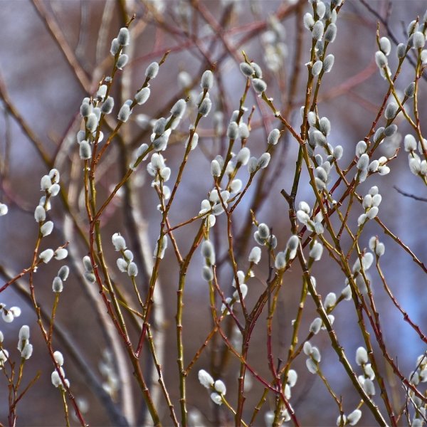 Верба тальник