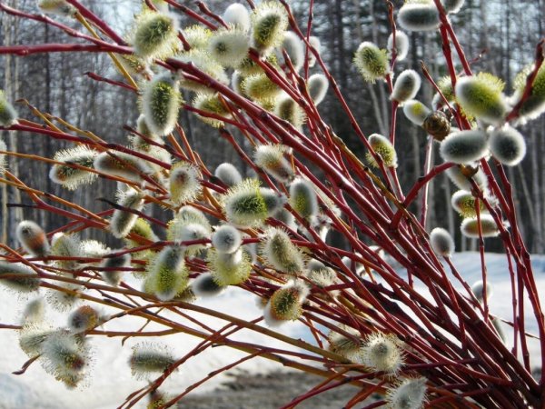 Верба дерево