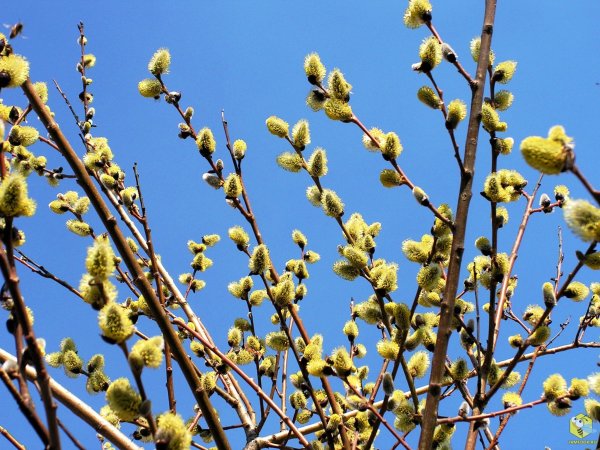 Ива Козья цветение