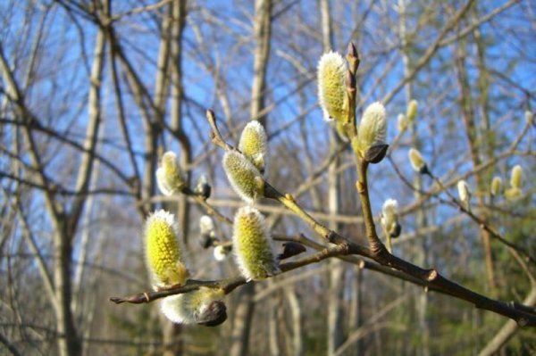 Апрель цветение вербы
