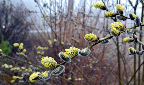 Цветущая Верба