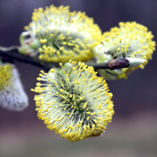 Вяз,осина,Верба -деревья