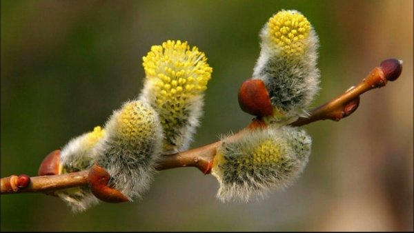 Цветущая Верба