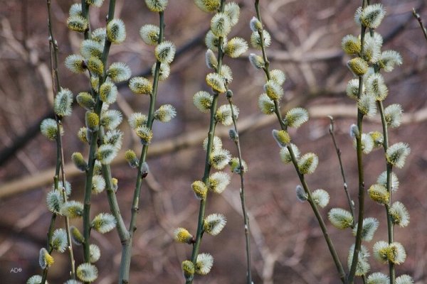 Верба желтая пушистая
