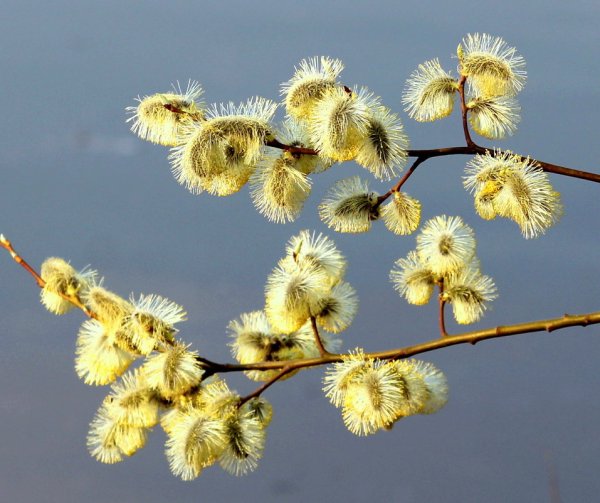 Верба плачет