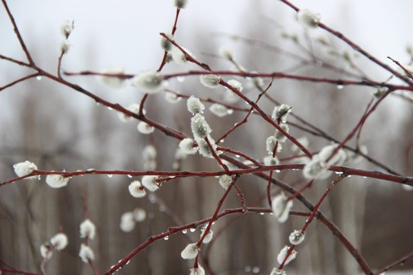 Верба дерево