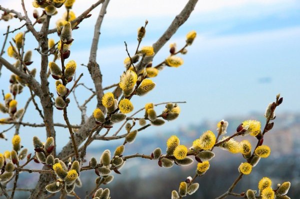 Верба дерево цветение