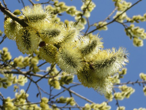 Весенняя Верба