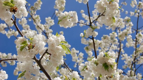 Весна природа