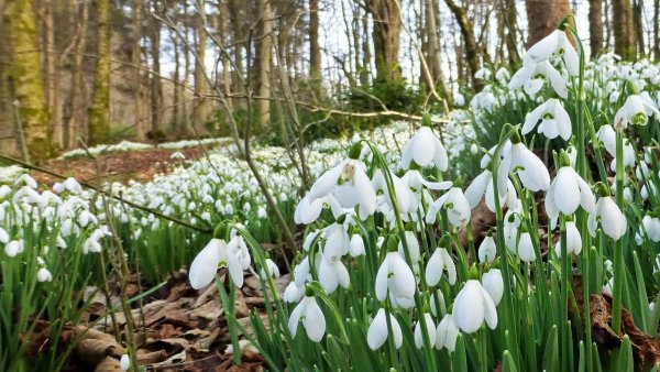 Природа в марте