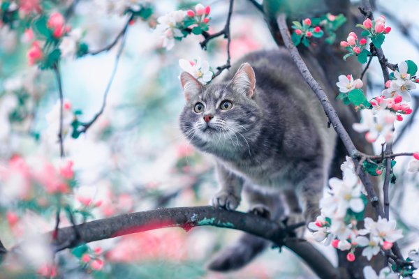 Кошка на ветке