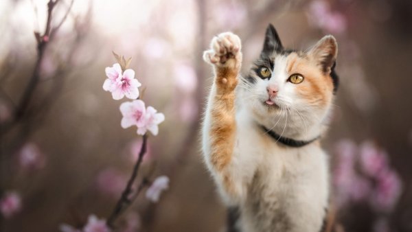 Кошки весной