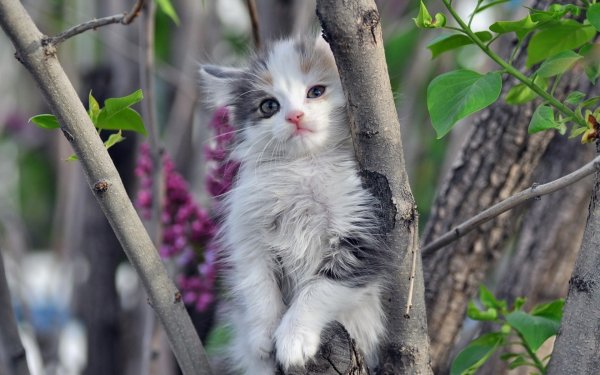 Весна и котики