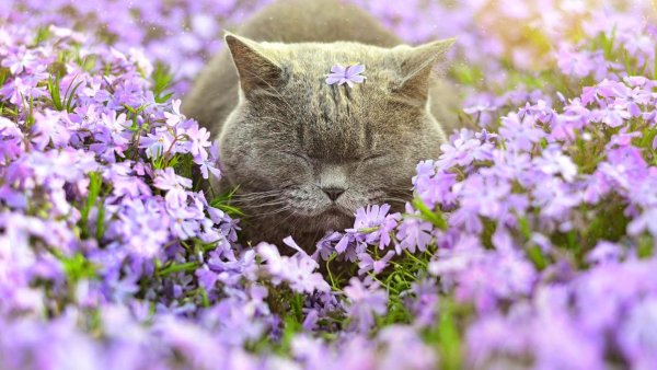 Котик в цветах