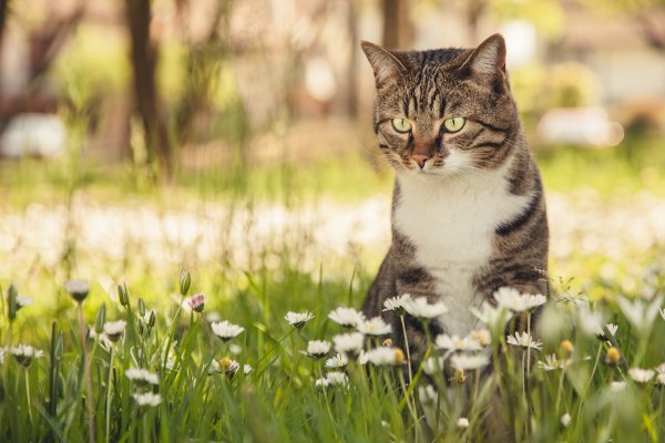 Весенний кот