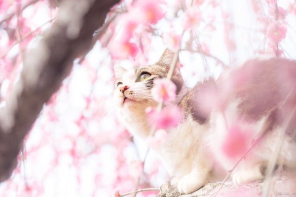 Котик на фоне Сакуры
