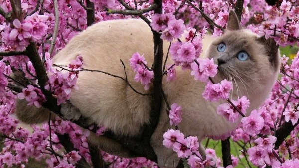 Кот на Сакуре