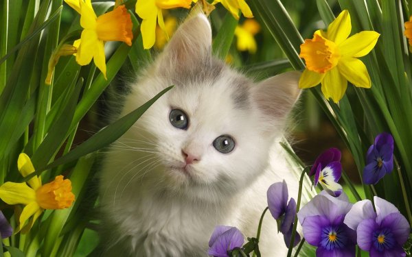 Желтая кошка