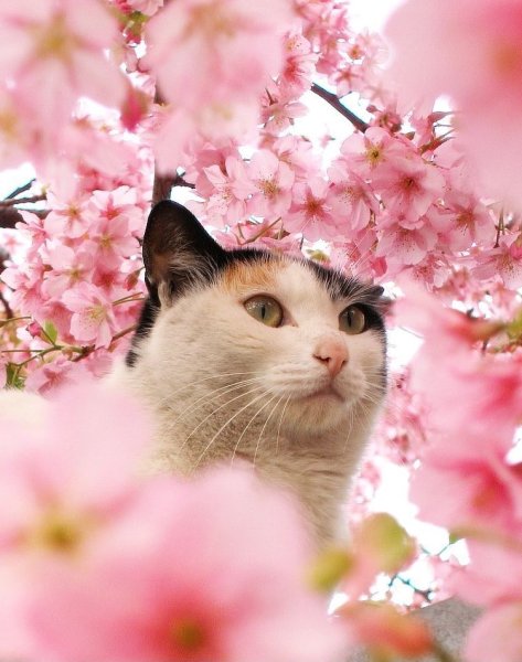 Котенок в весенних цветах