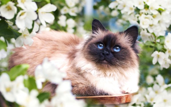Котенок в весенних цветах