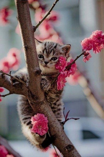Котики на деревьях весной