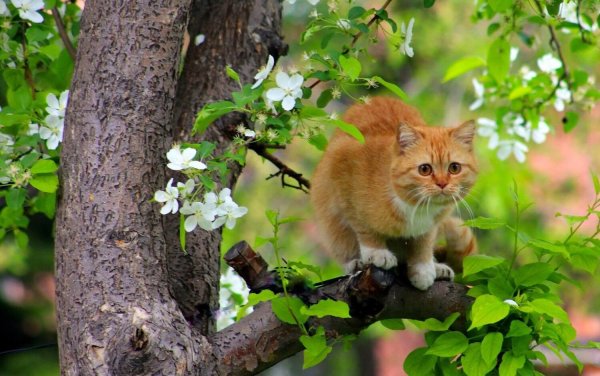 Макото Мураматсу картины