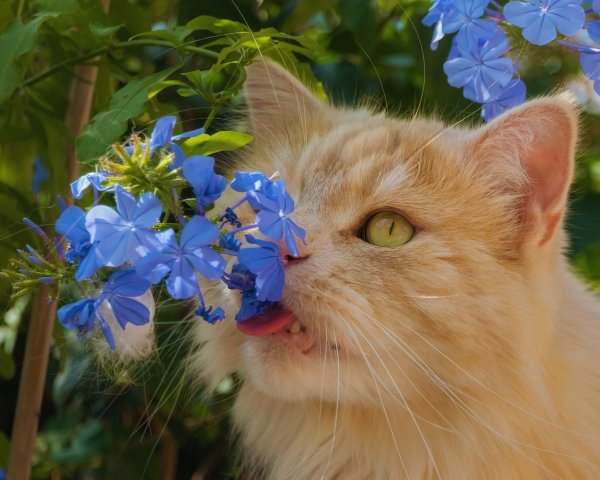 Коты на природе