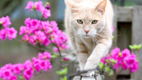 Кошечка Весна