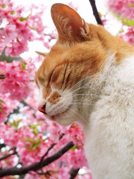 Кошачья морда в цветах