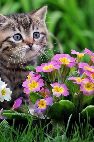 Котенок с тюльпанами