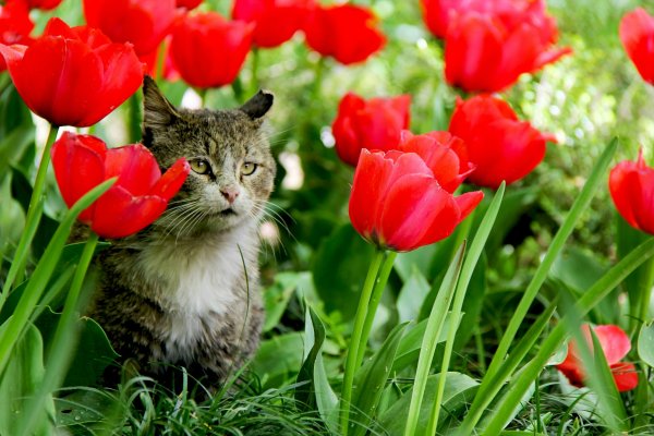 Летний кот