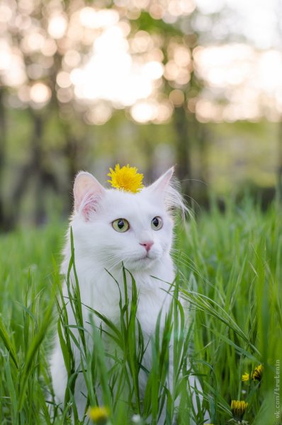 Кот нюхает цветы