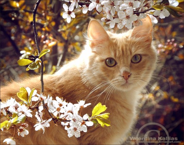 Котенок в цветах
