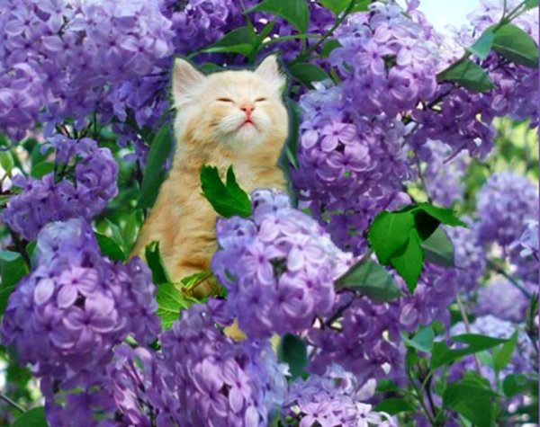 Кошечка красивая с цветами