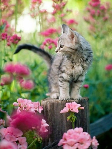 Весенний котик
