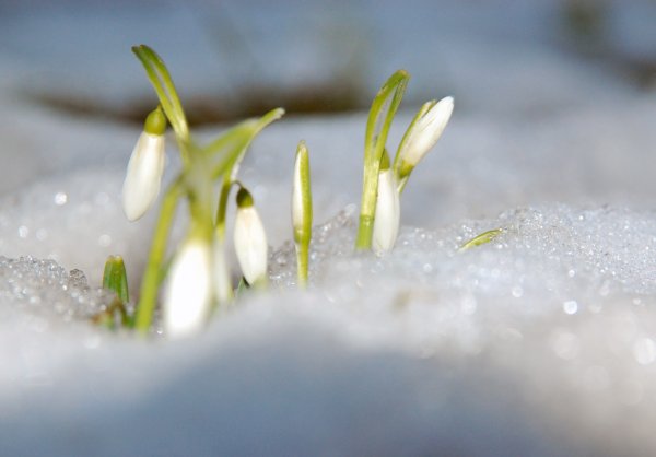 Признаки весны