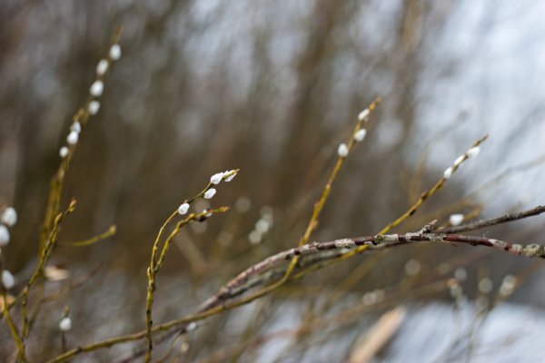 Первые признаки весны