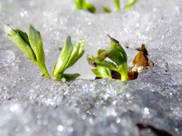 Признаки ранней весны