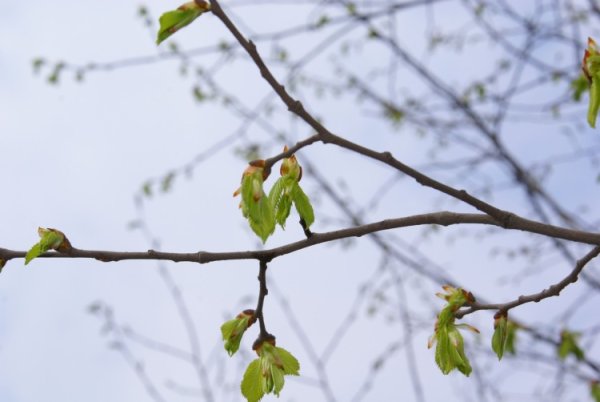 Первые признаки весны в природе