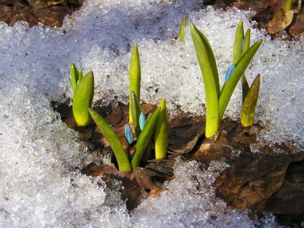 Весенняя земля пробуждающаяся от зимнего