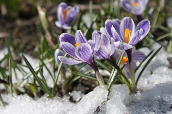 Птичка в подснежниках