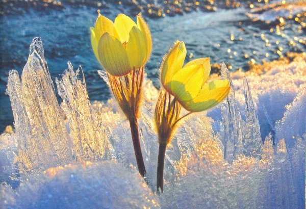 Первые вестники весны