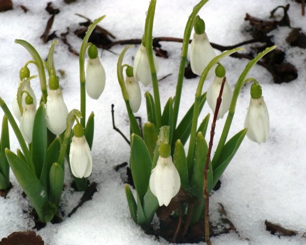 Подснежник плосколистный