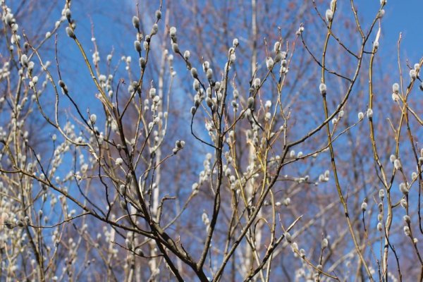 Ранняя Весна сад капель