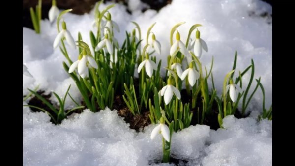 Ранняя Весна пришла