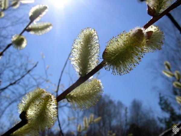 Первые признаки весны