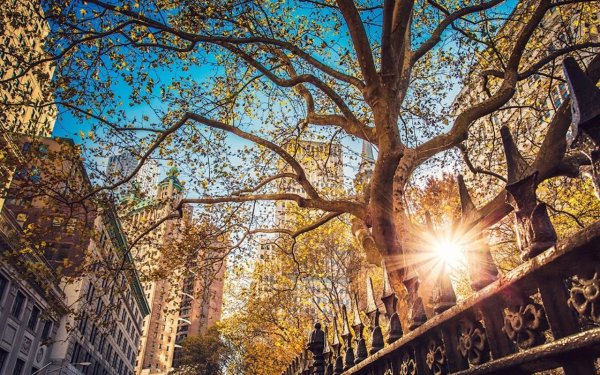 Централ парк Нью-Йорк деревья