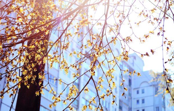 Солнечная Весна в городе